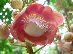 092 Cairns Botanic Gardens